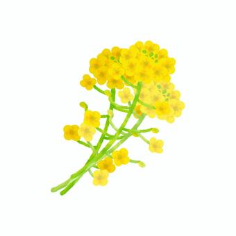 菜の花　3本 菜の花,黄,花,春,植物,花束,切花,水彩,シンプル,手描きのイラスト素材