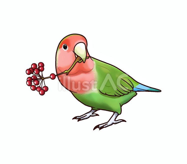 赤い実をくわえるコザクラインコ コザクラインコ,赤い実,鳥のイラスト素材