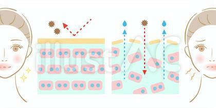 乾燥肌 断面図 女性 ビフォアアフター