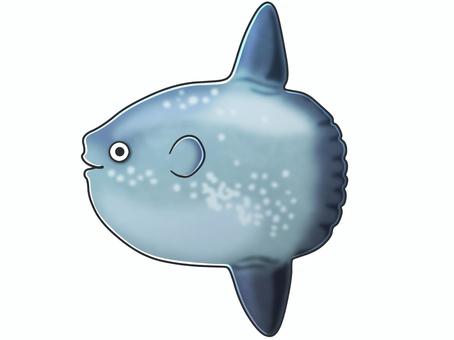 マンボウ マンボウ,魚,海水魚,水族館,魚類,かわいい,ユニーク,愛嬌,手描き,横向きのイラスト素材