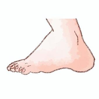 左足　外側 足,左,外側,指,爪,水彩,鉛筆のイラスト素材