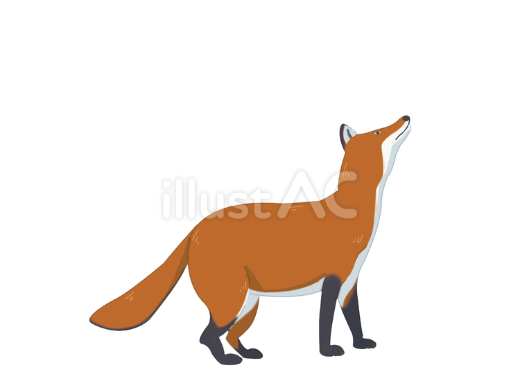 キタキツネ（見上げる・主線なし） キツネ,キタキツネ,動物のイラスト素材