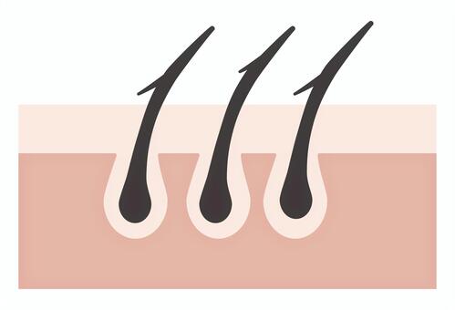 枝毛や切れ毛の髪の断面図 髪,枝毛,切れ毛,ヘアケア,毛根,美容,ダメージ,皮膚断面,毛穴のイラスト素材