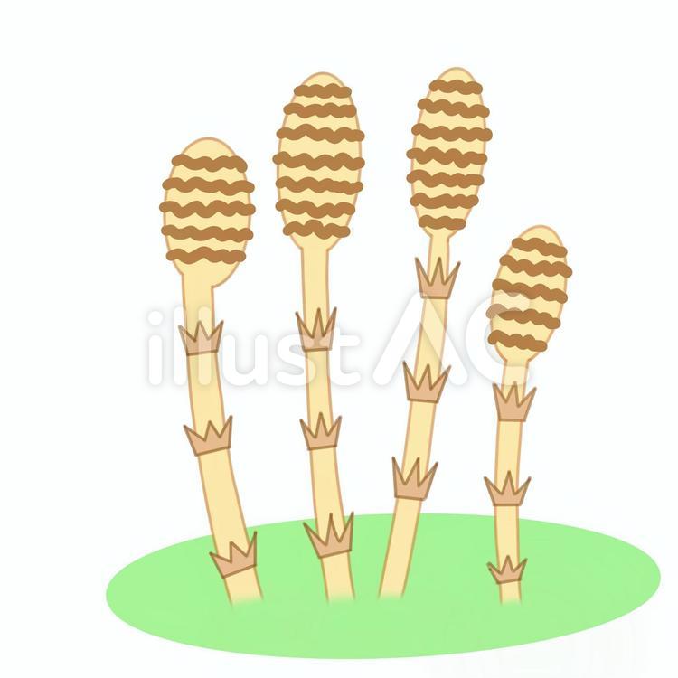 土筆　春の野草　スクエア 土筆,春,植物のイラスト素材