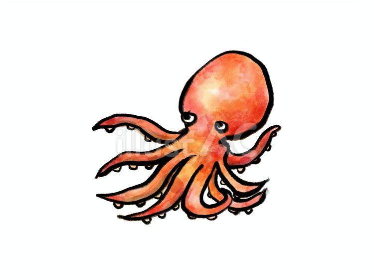 タコ蛸のカラー和風イラスト 蛸,タコ,鮮魚のイラスト素材