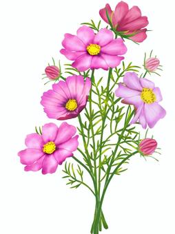 cosmos bouquet cut flowers, JPG and PNG cosmos bouquet cut flowers, , JPG and PNG