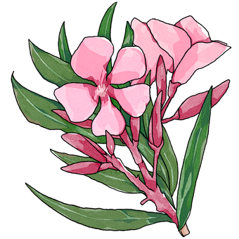 キョウチクトウ 夾竹桃,キョウチクトウ,花,植物,つぼみ,挿絵,ピンク,葉,毒のイラスト素材