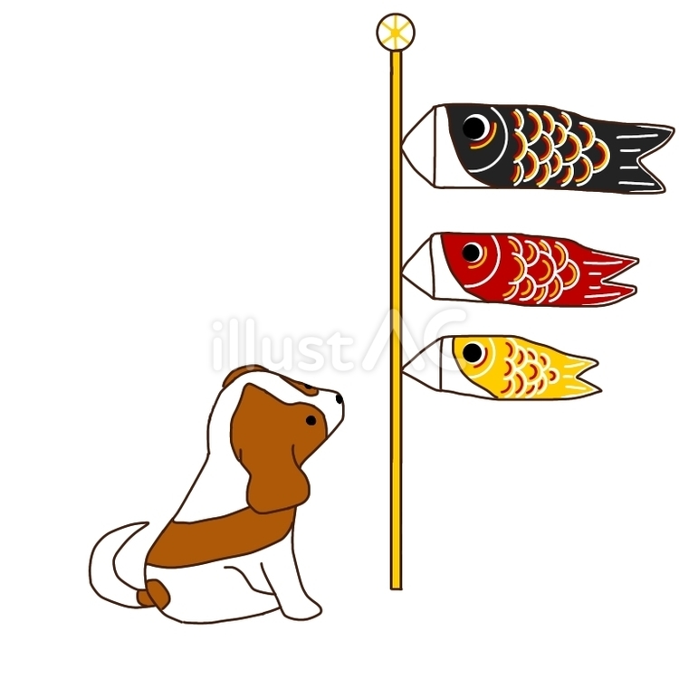 鯉のぼりと見上げるキャバリア 犬,キャバリア,鯉のぼりのイラスト素材