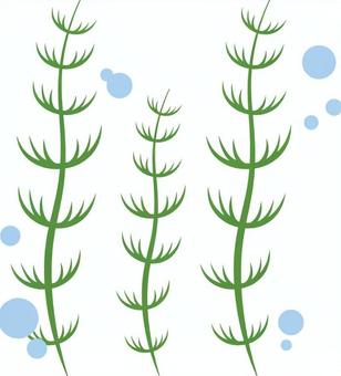 插圖, 金魚藻, 水草, 水中, 