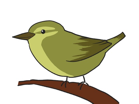 ウグイス ウグイス,鳥,動物のイラスト素材