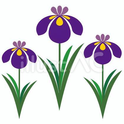菖蒲の花