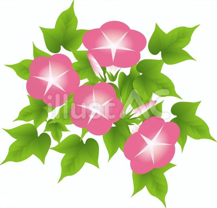濃いピンクのあさがお8 あさがお,花,花びらのイラスト素材