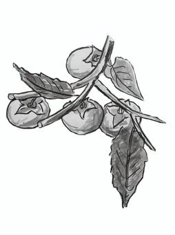 柿 柿 柿,秋,果物,実り,摘む,柿狩り,季節,果樹園,イラスト,塗り絵のイラスト素材