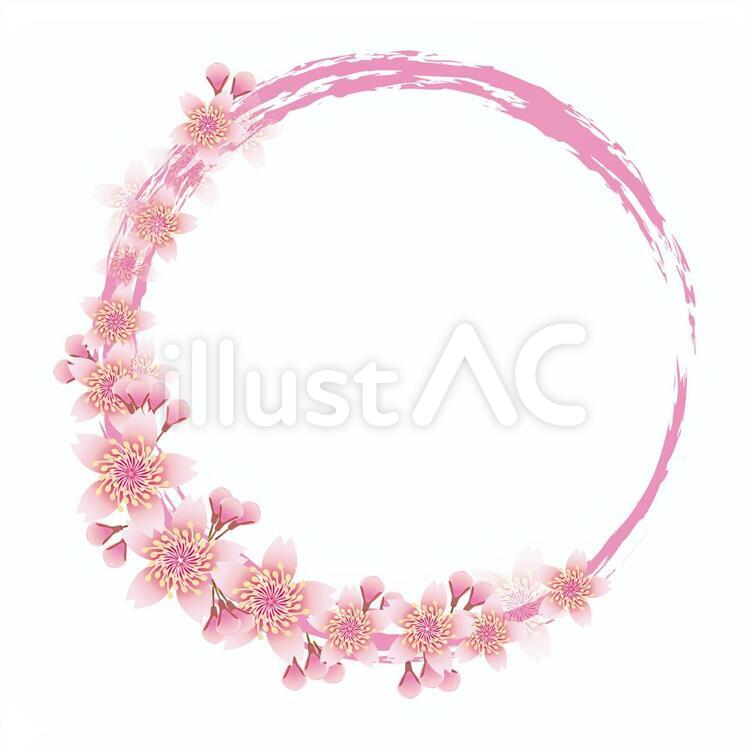 桜花爛漫34 花,桜,春のイラスト素材