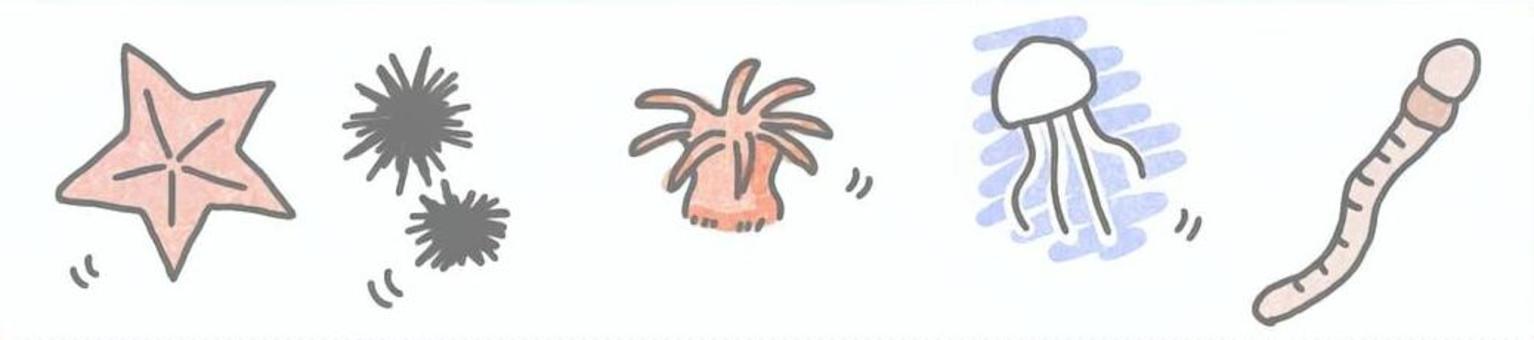 中学理科無脊椎動物 中学理科,理科,生物,無脊椎動物,ヒトデ,クラゲ,ウニ,イソギンチャク,ミミズのイラスト素材