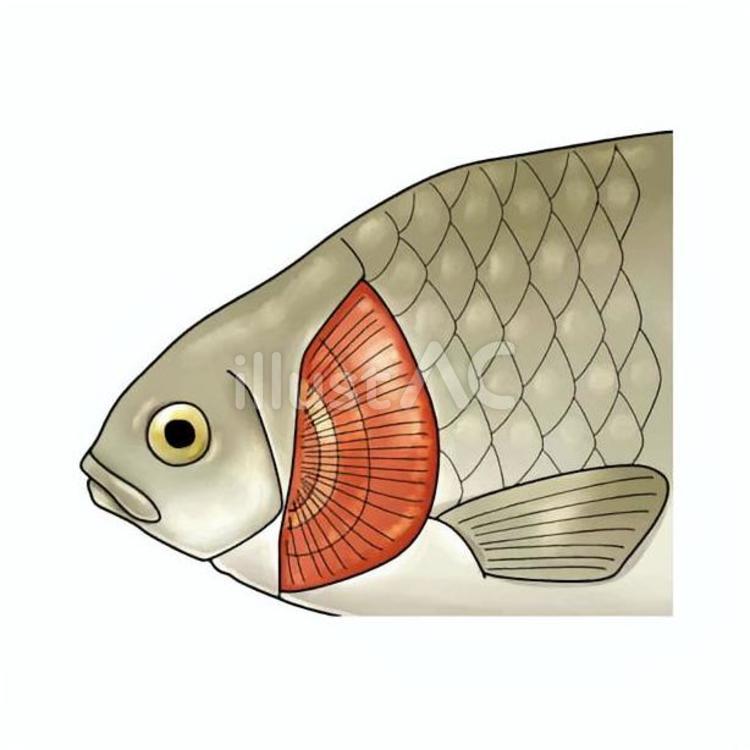フナのエラ① 魚,鯉,えらのイラスト素材