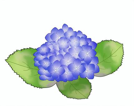 青色の紫陽花 1個 青色の紫陽花 1個 紫陽花,梅雨,6月のイラスト素材