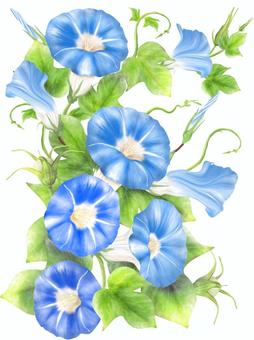 Morning glory real touch blue, JPG and PNG Morning glory real touch blue, , JPG and PNG