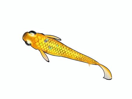 改良メダカ【サンシャイン】 メダカ,改良メダカ,めだか,かわいい,きれい,魚,淡水魚,無料,フリー,サンシャインのイラスト素材