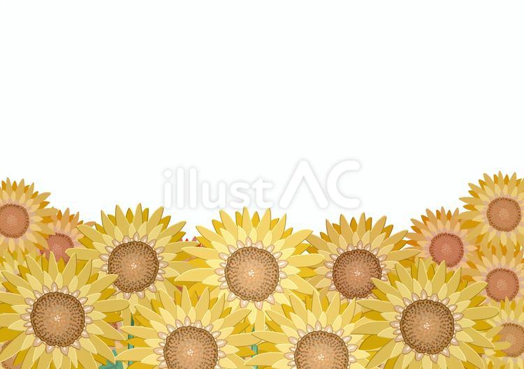 満開のヒマワリが少なめの花畑の絵 ヒマワリ,花,葉のイラスト素材
