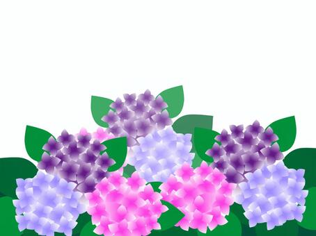 あじさい あじさい 梅雨,雨,紫陽花のイラスト素材