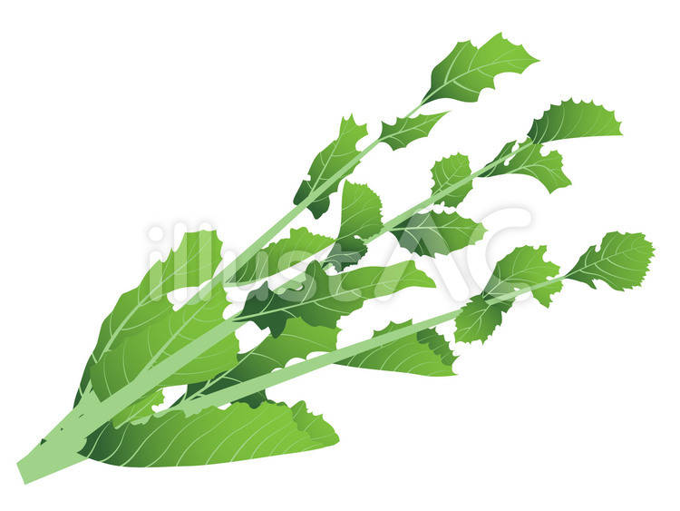 のらぼう菜 のらぼう菜,菜,野菜のイラスト素材