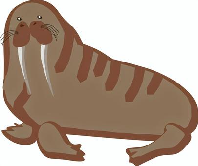 セイウチふり向く　 セイウチ,大きい,体,ふり向く,牙,鰭脚類,北極,動物,リアルのイラスト素材