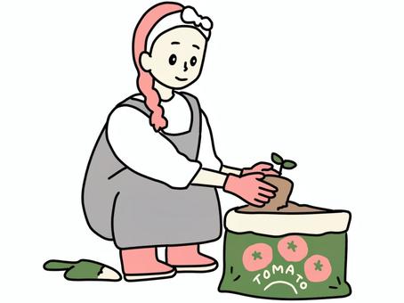 培養土袋で家庭菜園をする女性 培養土袋,家庭菜園,トマト,植える,女性,人物,女,軍手,長靴,スコップのイラスト素材