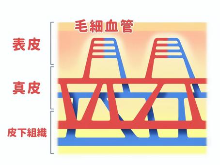 皮膚の血管 血管,毛細血管,血流,血行,動脈,静脈,皮膚,表皮,真皮,皮下組織のイラスト素材