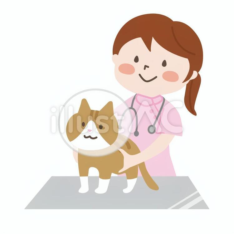 動物の看護師 看護師,動物病院,猫のイラスト素材