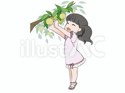 梨狩り、梨の収穫をする笑顔の女の子