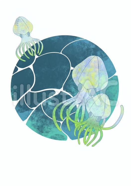 あおりいか（背景あり２） いか,海,生き物のイラスト素材