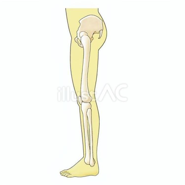 足を伸ばす（骨） 脚,骨,大腿骨のイラスト素材