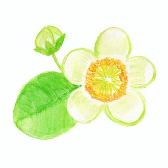 キウイフルーツの花 花,植物,手描き,水彩,キウイのイラスト素材