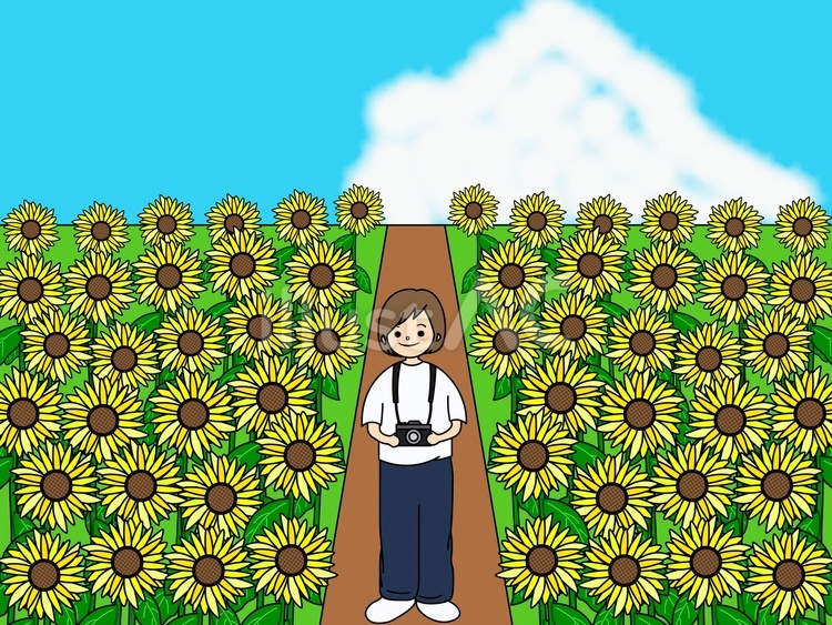ひまわり畑を歩く女性（主線あり） ひまわり,カメラ,夏のイラスト素材