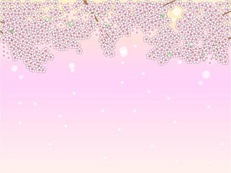 Soft cherry background, background, spring, cherry blossoms, JPG and AI