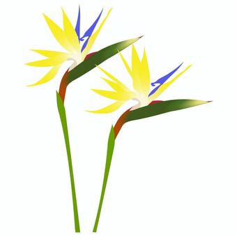 Illustration, strelitia, gokurakutsuka, bird of paradise, 