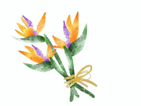 Illustration, flower, strelitia, watercolor touch, 