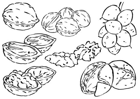 クルミ7種　墨筆 胡桃,くるみ,木の実,食べ物,ナッツ,殻,和ぐるみ,洋ぐるみ,種,複数のイラスト素材