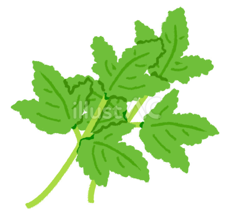 三枚の葉っぱがついた二つのパクチー パクチー,コリアンダー,野菜のイラスト素材