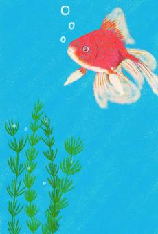 Goldfish postcard, goldfish, water plants, bubble, JPG