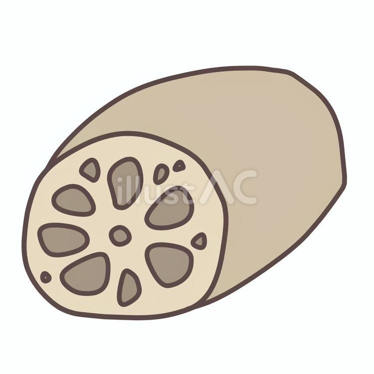 れんこん れんこん,野菜,根菜のイラスト素材
