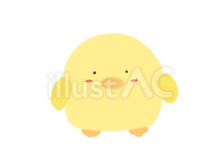 ヒヨコ ヒヨコ,鳥,動物のイラスト素材