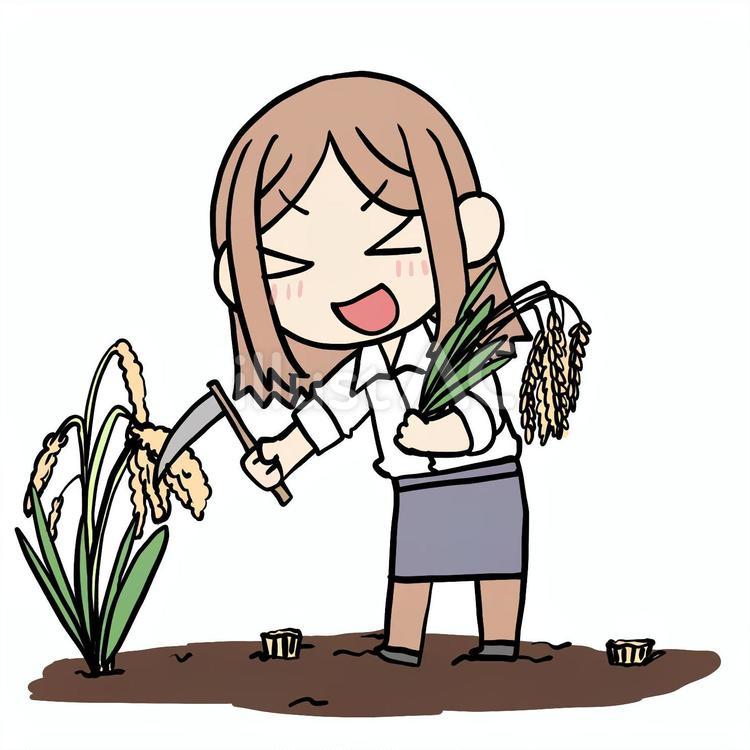 稲刈りする喜ぶ女性 女性,稲刈り,喜ぶのイラスト素材