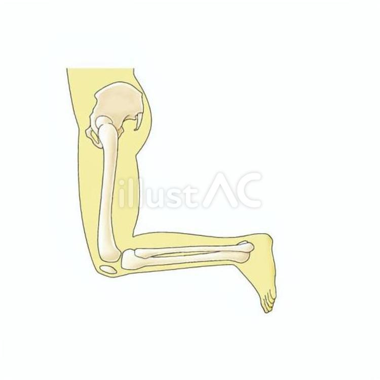 足を曲げる（骨） 脚,骨,大腿骨のイラスト素材