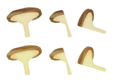 椎茸 椎茸,きのこ,菌類,栽培,収穫,食材,料理,調理,カットのイラスト素材