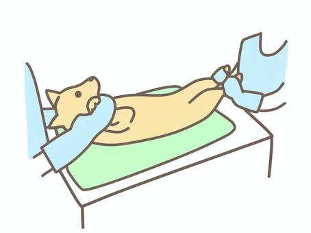 レントゲン撮影を行う犬 動物,ペット,犬,猫,獣医,獣医師,治療,動物病院,かわいい,レントゲンのイラスト素材