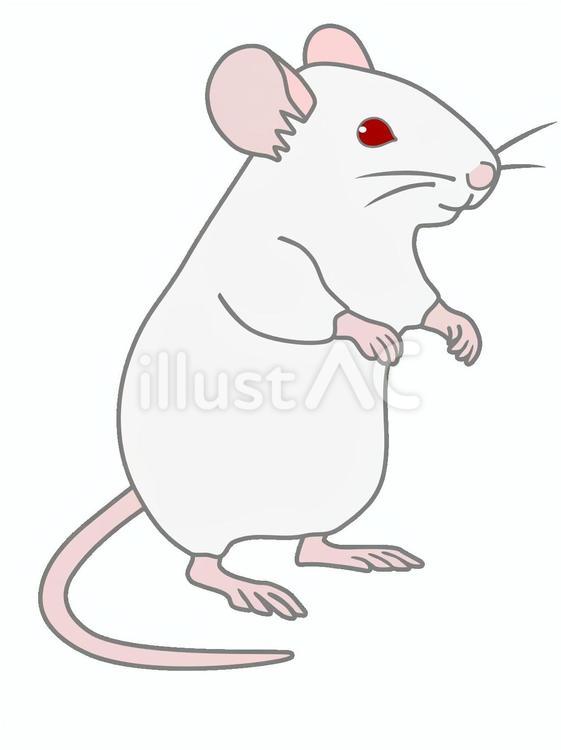 マウス21 マウス,ラット,ネズミのイラスト素材