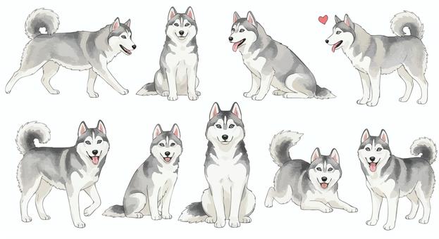 シベリアンハスキーのまとめイラスト シベリアンハスキー,ハスキー,犬,かわいい,かっこいい,ペット,動物,もこもこ,愛犬,まとめのイラスト素材