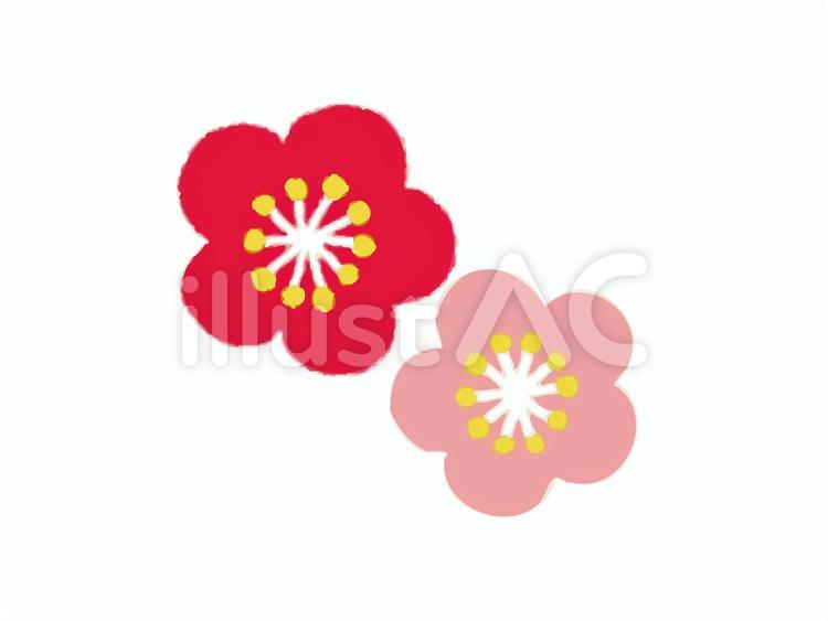 ほんわか手描きの梅の花イラスト 花,梅,梅の花のイラスト素材